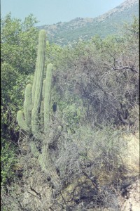 0052 kaktus.jpg